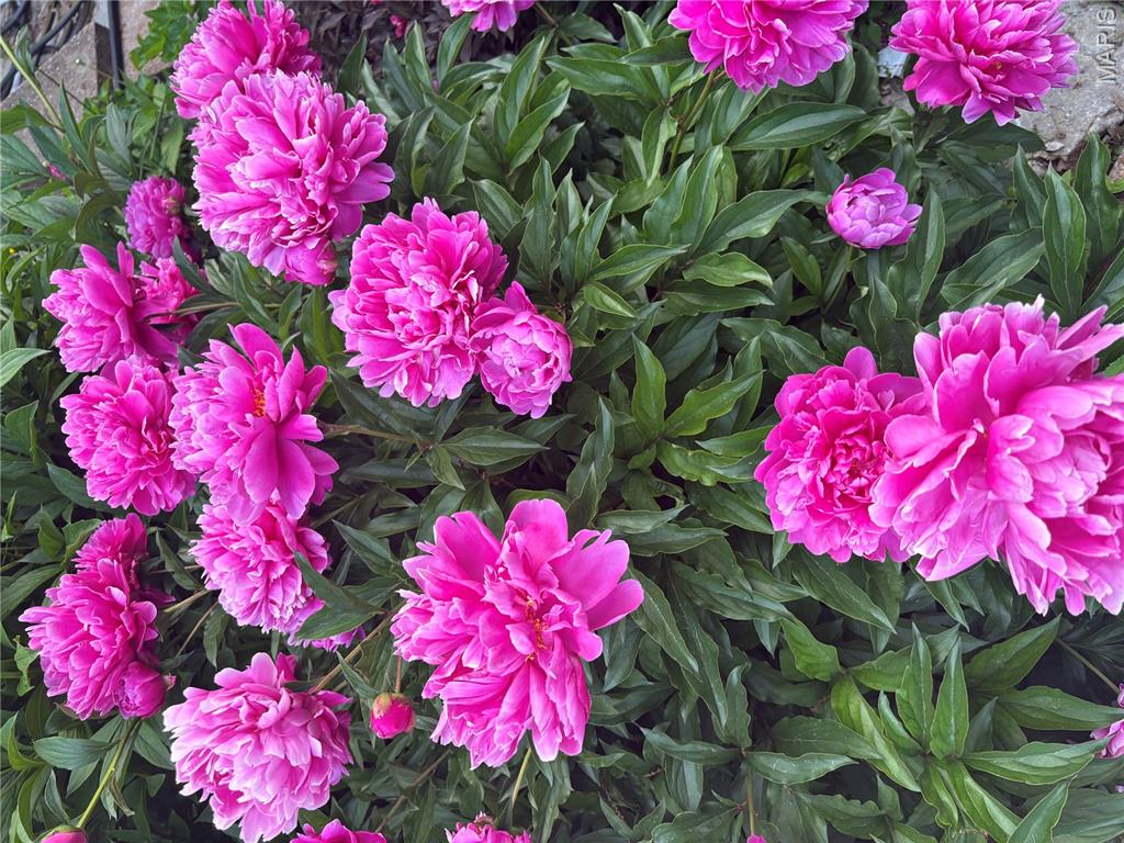 Photo 54