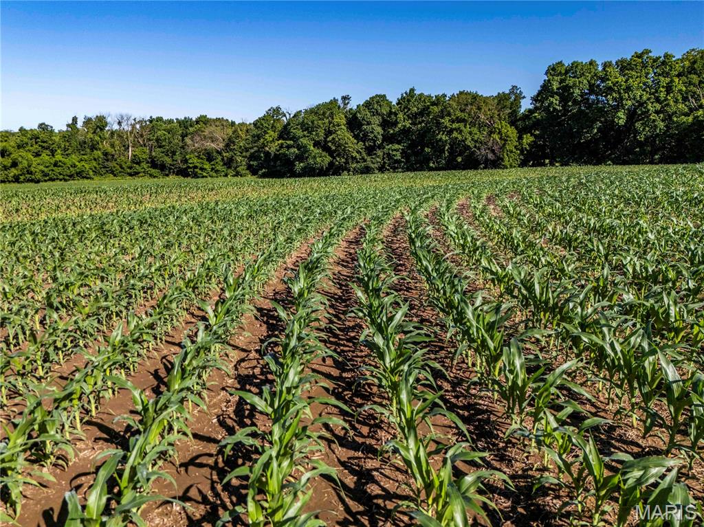 Photo 61