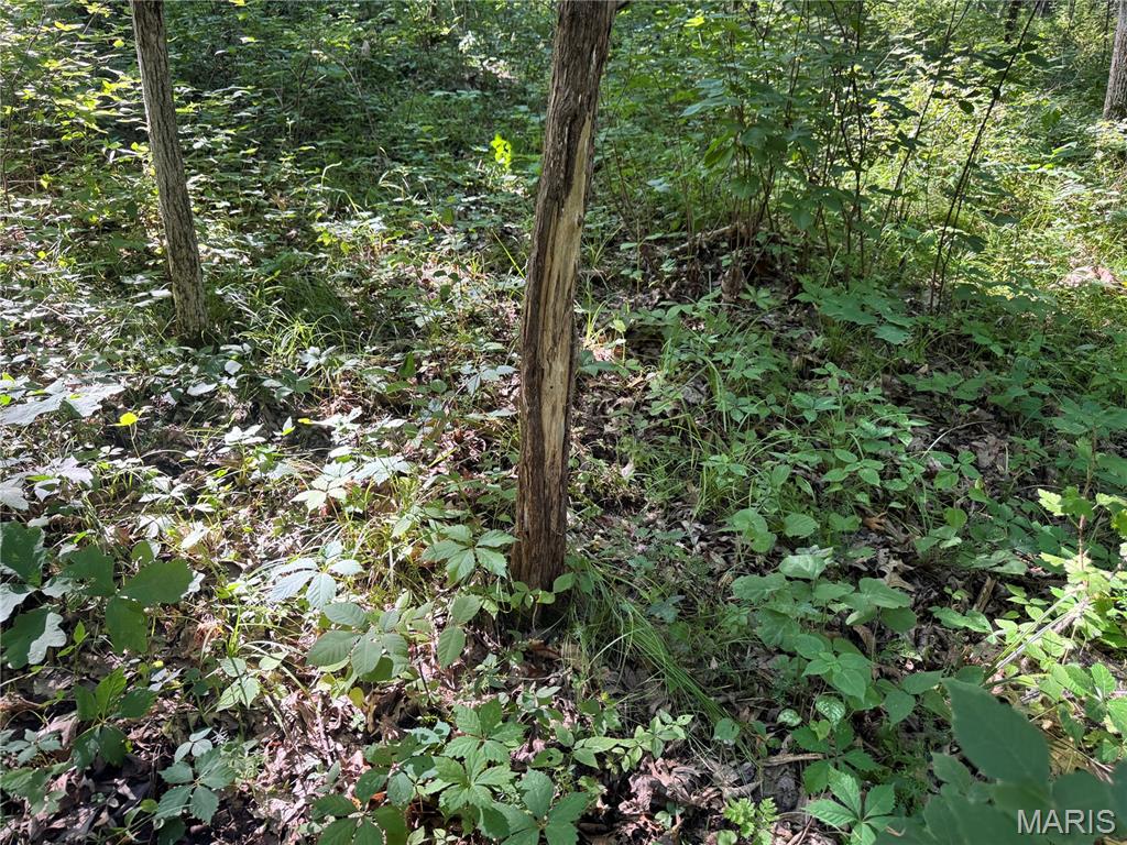 Photo 44