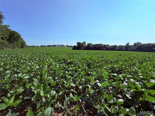 Kitchen — 0 Walnut Hill Ln. (36.31+/- Acres) Elsberry Missouri real estate
