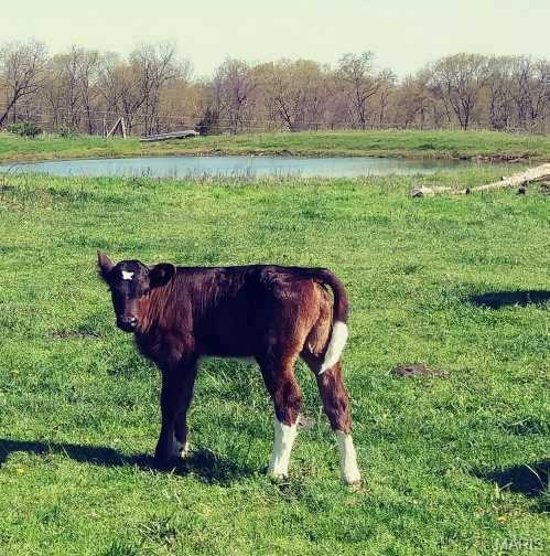 Photo 74