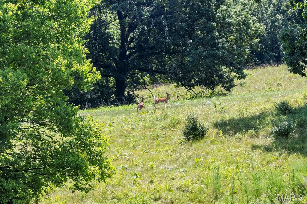 Photo 63