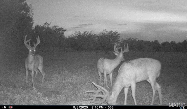 00 Abbott Road, Bellflower MO